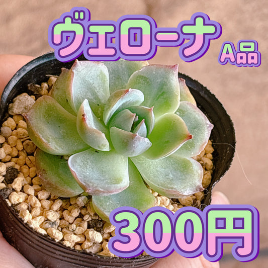 ヴェローナ　A品　根付き苗