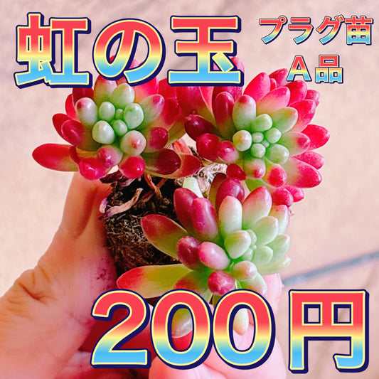 虹の玉　A品　プラグ苗