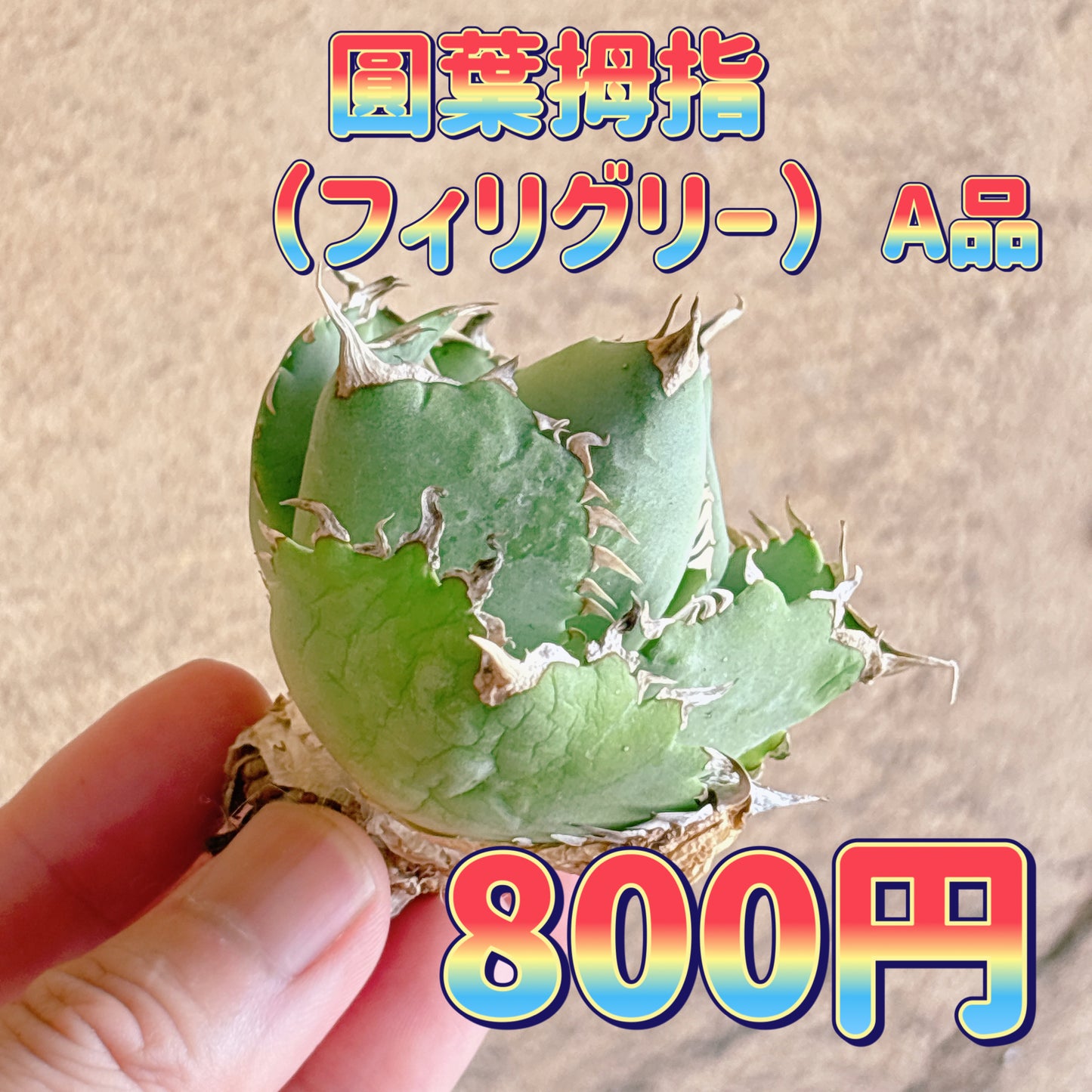 圓葉拇指（フィリグリー）　A品　カット苗