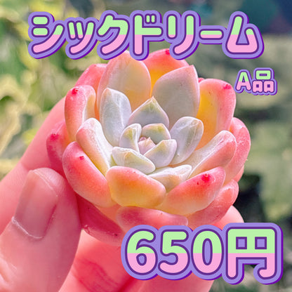 シックドリーム　A品　カット苗