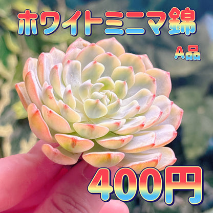 ホワイトミニマ錦　A品　カット苗