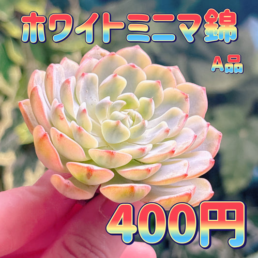 ホワイトミニマ錦　A品　カット苗