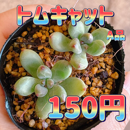 トムキャット　A品　根付き苗