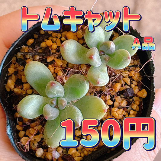 トムキャット　A品　根付き苗