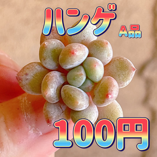 ハンゲ　A品　カット苗