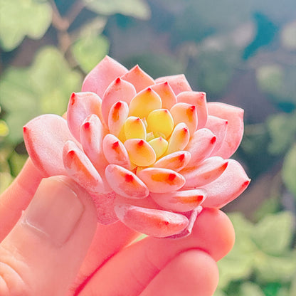 ジェイドモンロー　特級品　カット苗