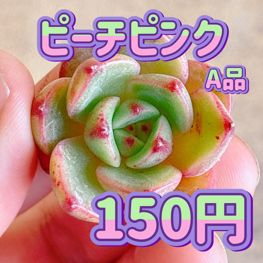 ピーチピンク　A品　カット苗