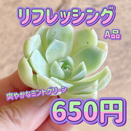 リフレッシング　A品　カット苗
