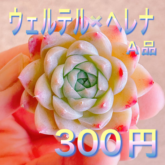 ウェルテル×ヘレナ　A品　カット苗