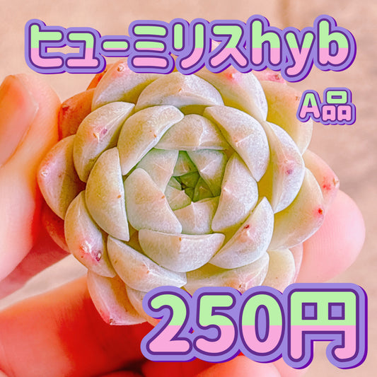ヒューミリスhyb　A品　カット苗