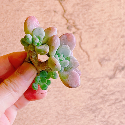 トム・サム　A品　カット苗　134-8