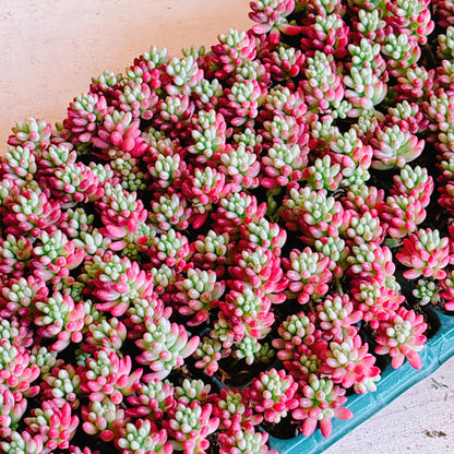 虹の玉　A品　プラグ苗