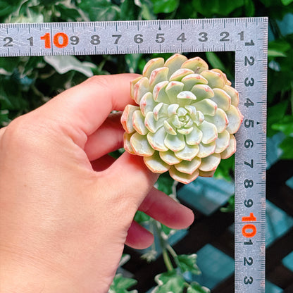ホワイトミニマ錦　A品　カット苗