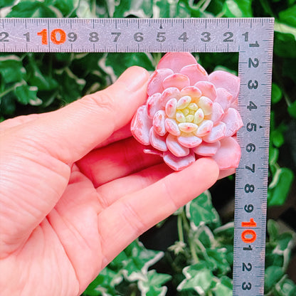 ジェイドモンロー　特級品　カット苗