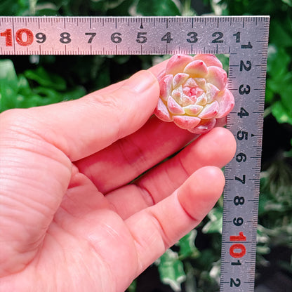 アイススピリット　A品　カット苗