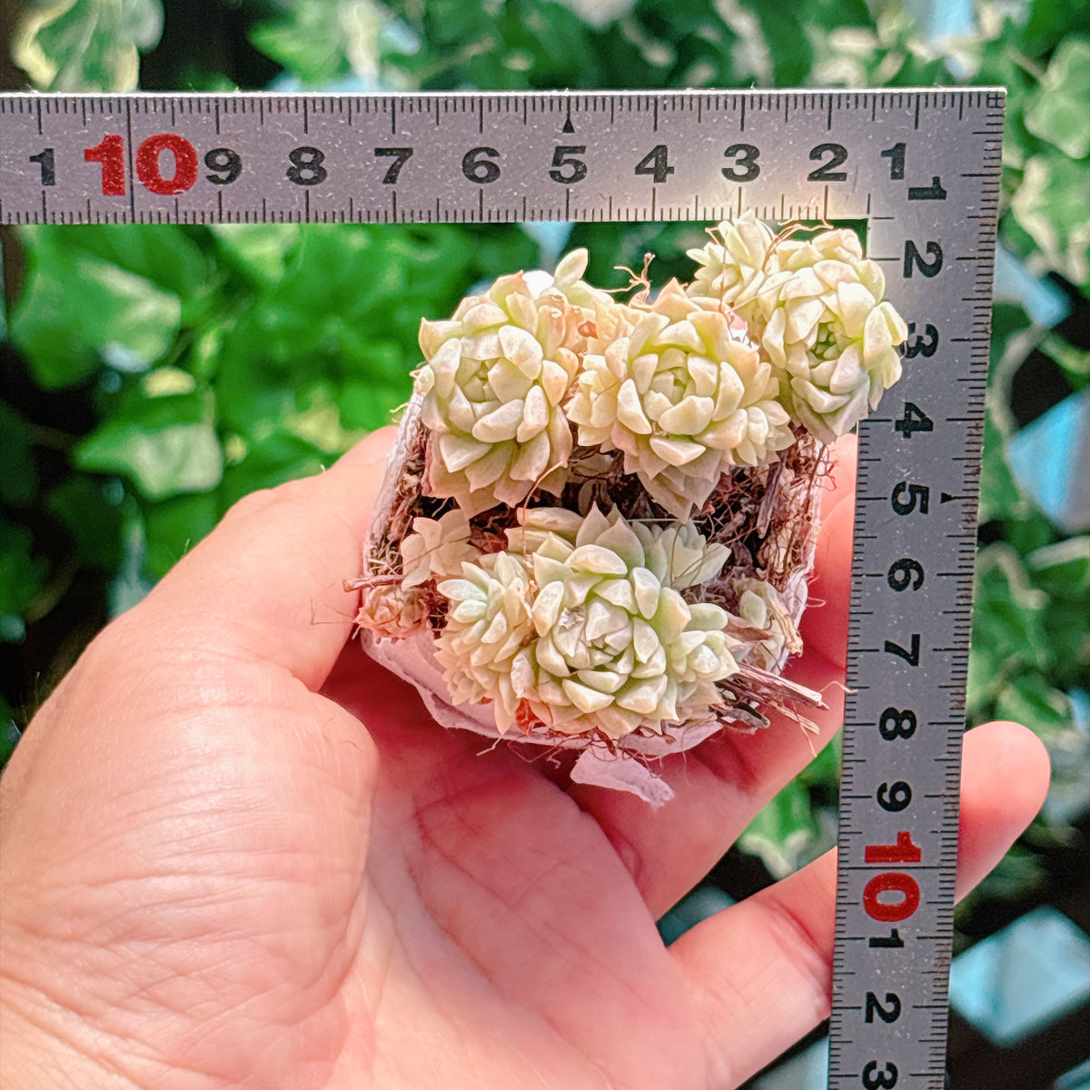 ピンクプロリフィカ錦　特級品　根付き苗