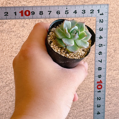 ヴェローナ　A品　根付き苗