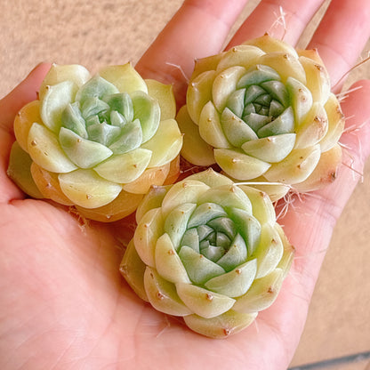 アイスグリーンhyb タイプB　A品　カット苗