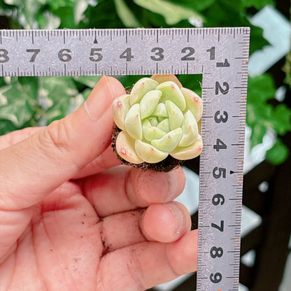 名無し苗８　A品　プラグ苗