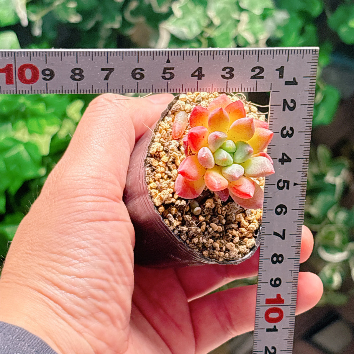 虞美人　A品　根付き苗