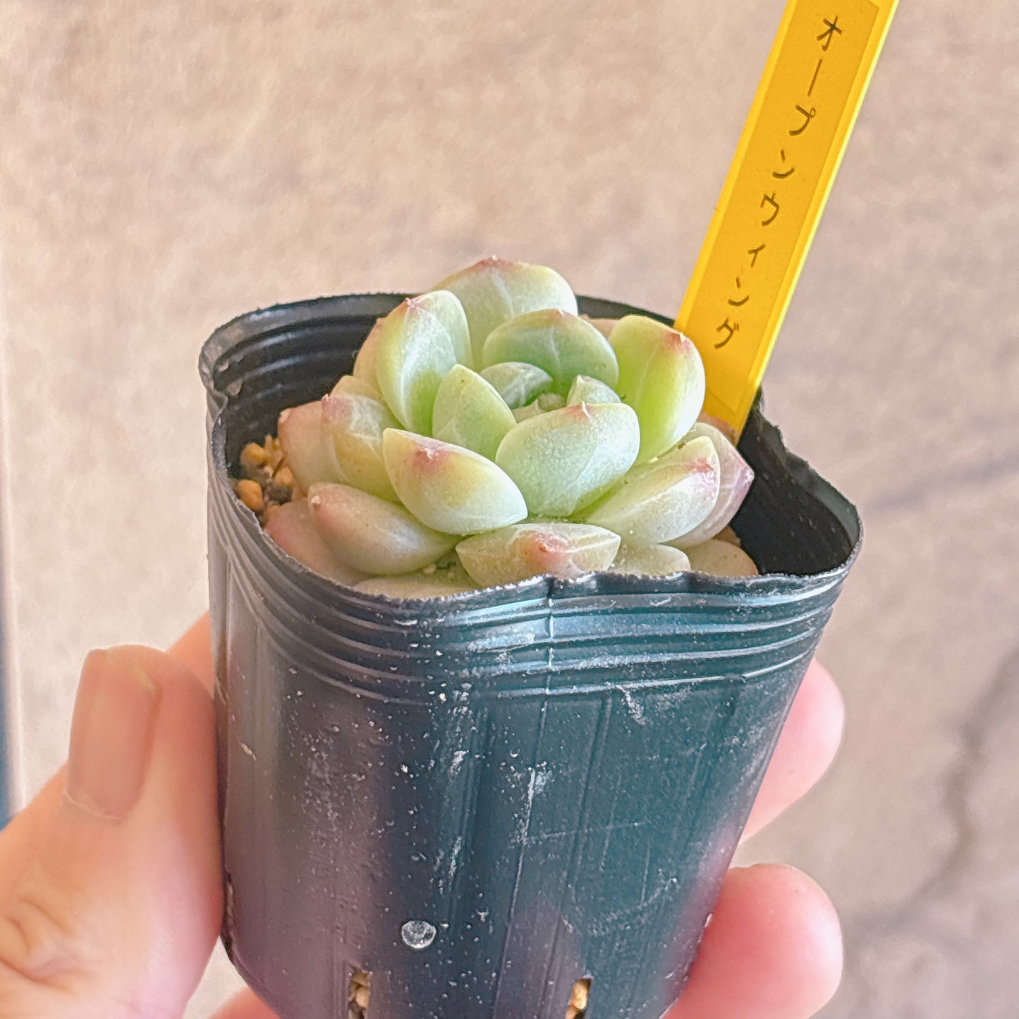 オープンウィング　【2-8】