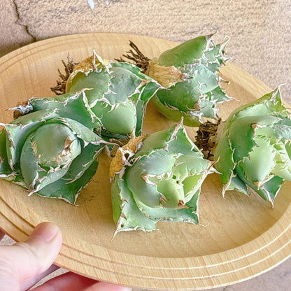 圓葉拇指（フィリグリー）　A品　カット苗