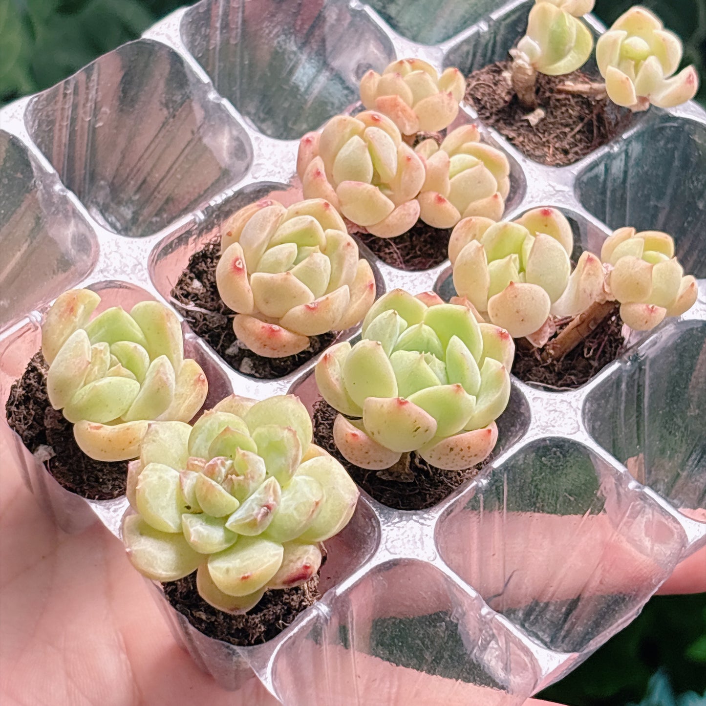 名無し苗８　A品　プラグ苗