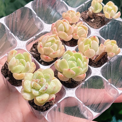名無し苗８　A品　プラグ苗