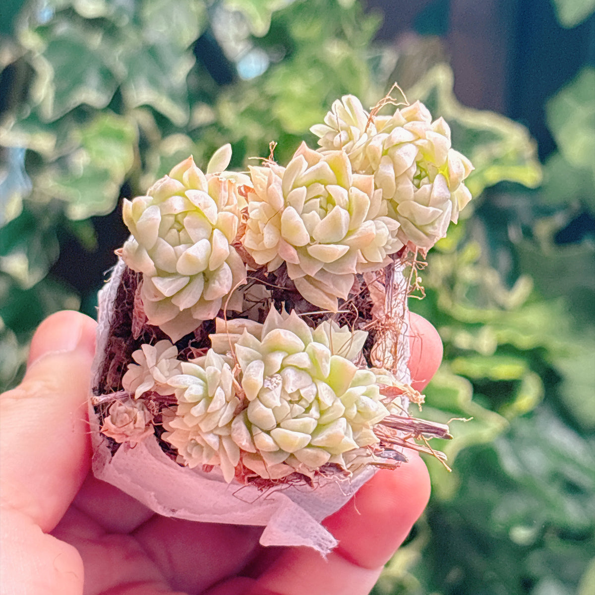 ピンクプロリフィカ錦　特級品　根付き苗