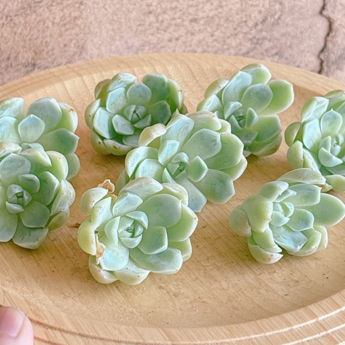 リフレッシング　A品　カット苗
