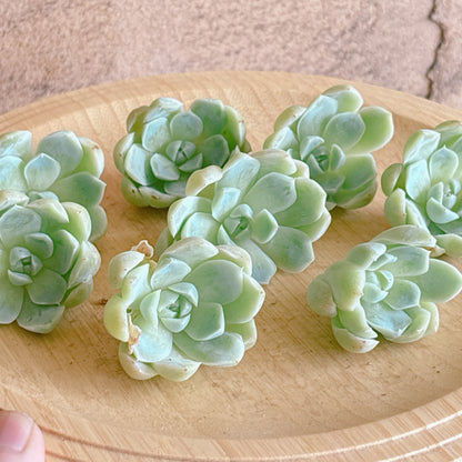 リフレッシング　A品　カット苗