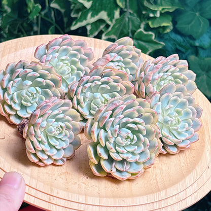 ホワイトミニマ錦　A品　カット苗