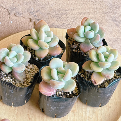 ピンクピーチ　A品　根付き苗