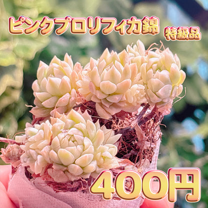 ピンクプロリフィカ錦　特級品　根付き苗