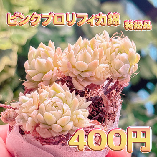ピンクプロリフィカ錦　特級品　根付き苗