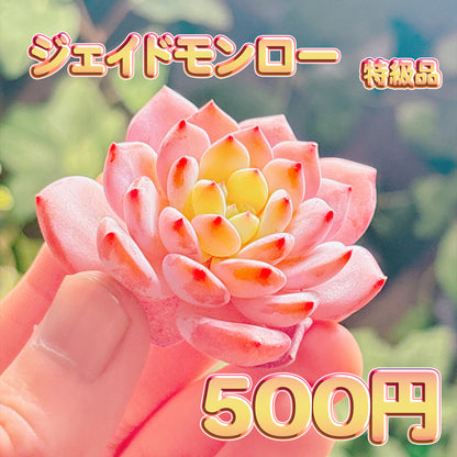 ジェイドモンロー　特級品　カット苗