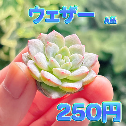 ウェザー　A品　カット苗