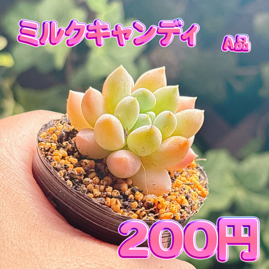 ミルクキャンディ　A品　根付き苗