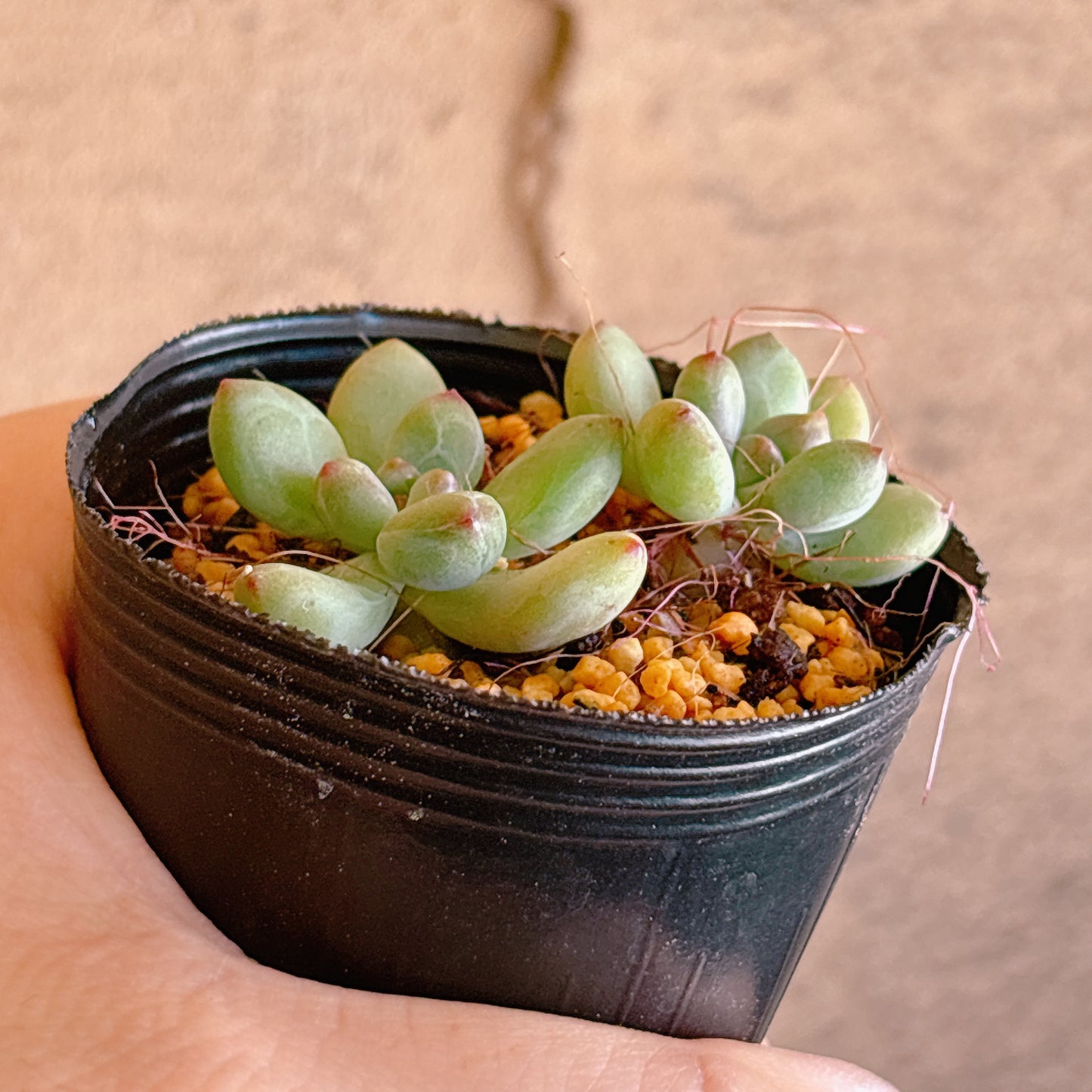 トムキャット　A品　根付き苗