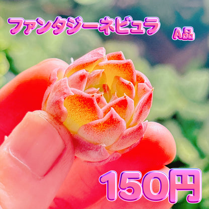 ファンタジーネビュラ　A品　カット苗