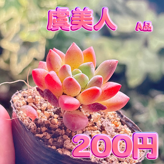虞美人　A品　根付き苗