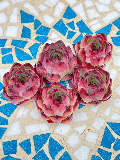 ファイヤーピラー　A品　中サイズ