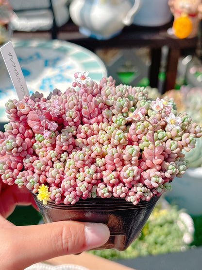 ダシフィルム　リファレンス　特級品　7