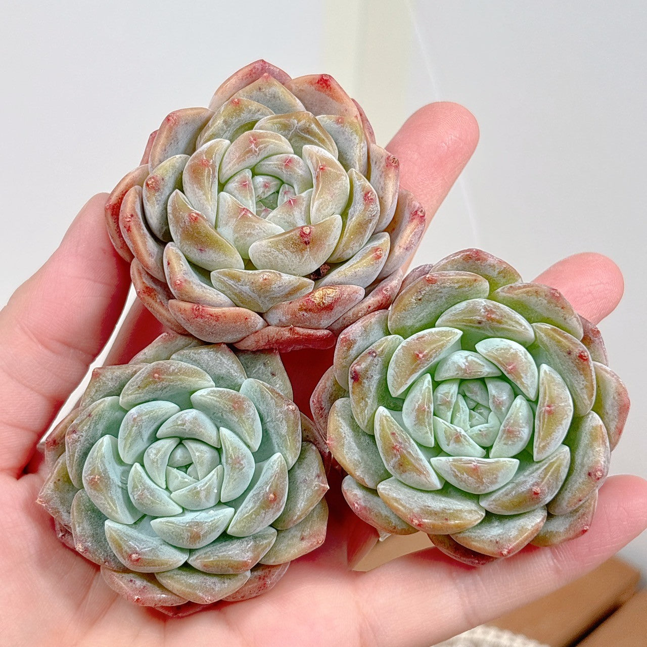 メキシコスノーボール錦 多肉植物 エケベリア 白覆輪 葉っぱ沢山