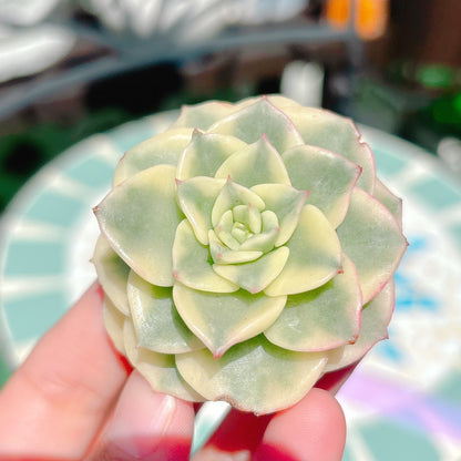 ヌダ錦　特級品