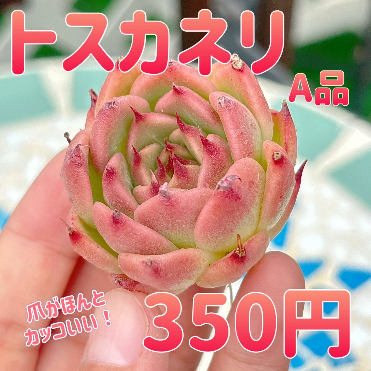 トスカネリ　A品