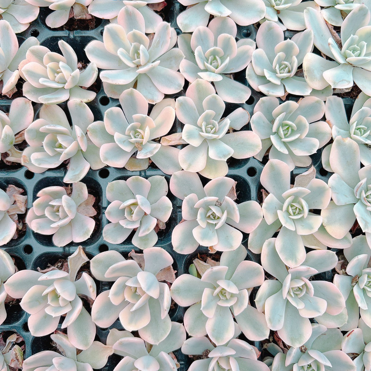 ルンヨニー錦 A品 プラグ苗 – Bull Succulent