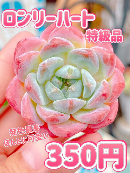 ロンリーハート　特級品