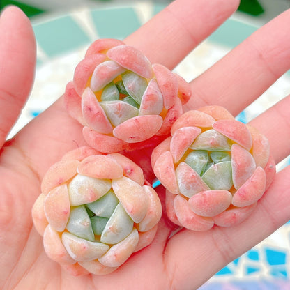 ホワイトダイヤモンド　A品