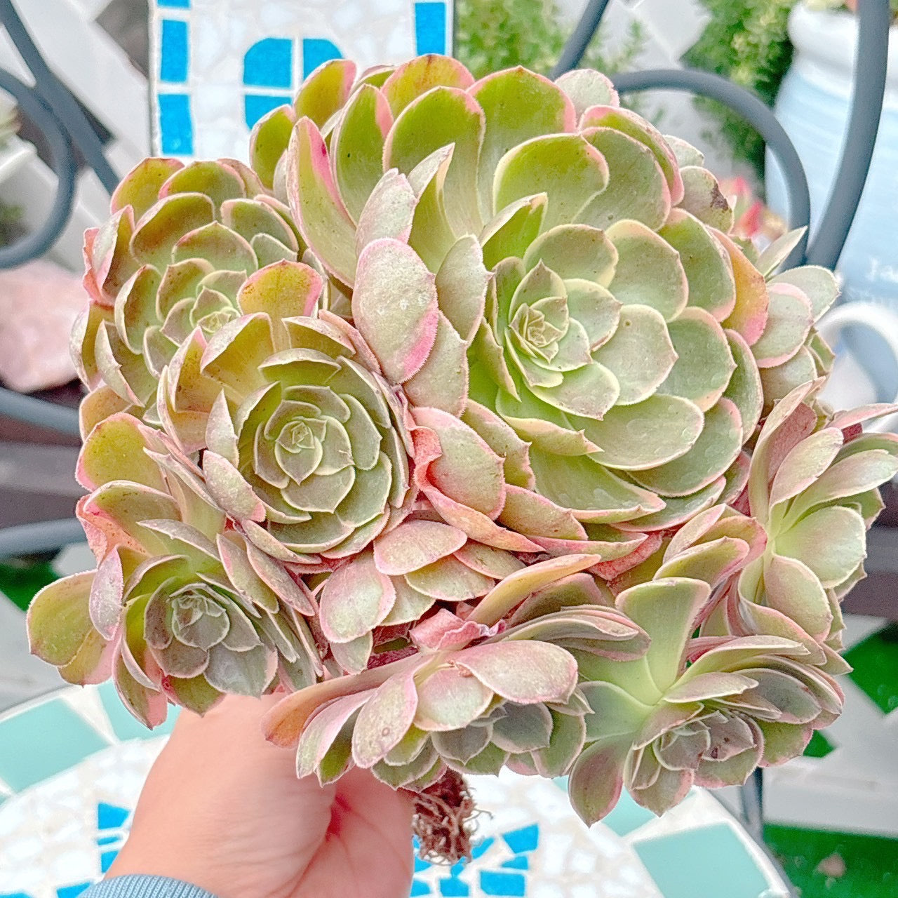 バンケット　大群生　特級品